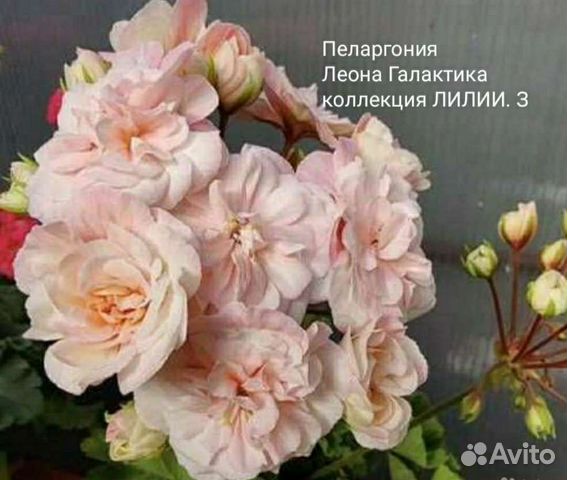 Леона Галактика, Марлезон-2