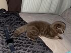 Шотландские вислоухие котята мраморные