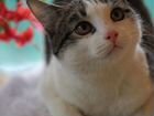 Котик Батоша ищет дом, 8 месяцев