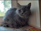 Кошка ищет дом во Владивостоке, писать на номер, н