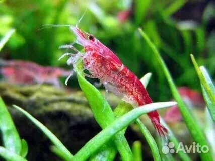 Креветки Вишня,или Черри.Оплачивать можно картой