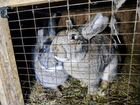 Кролики - Фландр (бельгийский великан)
