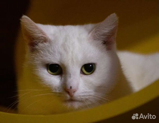 Скромная кошка Моана в добрые руки