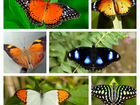 Тропические бабочки у вас дома