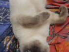 Невскаямаскарадная кошка объявление продам