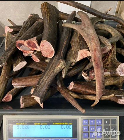 Здоровые суставы вашего питомца