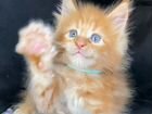 Котята мейн-кун полидакты и классики объявление продам