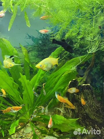 Моллинезии гуппи сомики креветки меченосцы