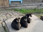 Отдам щенков от восточноевропейской овчарки объявление продам