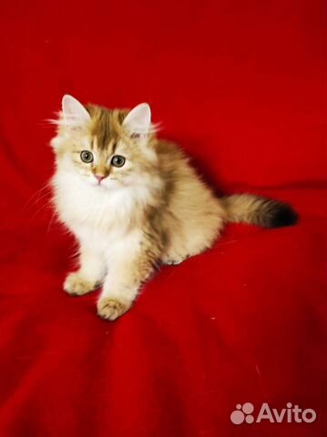 Британская длинношерстная золотая шиншилла