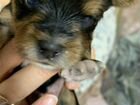 Йоркширский терьер бивер щенки мини объявление продам