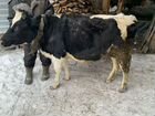 Корова стельная + телочка объявление продам