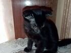 Шотландские вислоухие чёрные котята объявление продам