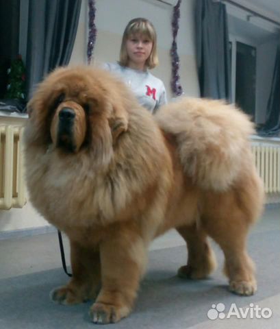 Стрижка собак, кошек, экспресслинька Юго-Западный