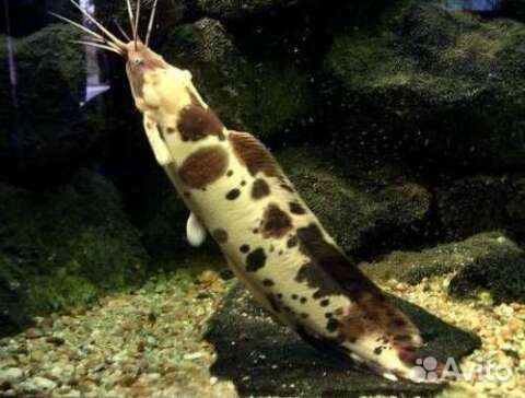 сом клариус. клариус альбинос. клариус мраморный. сом клариус аквариумный.