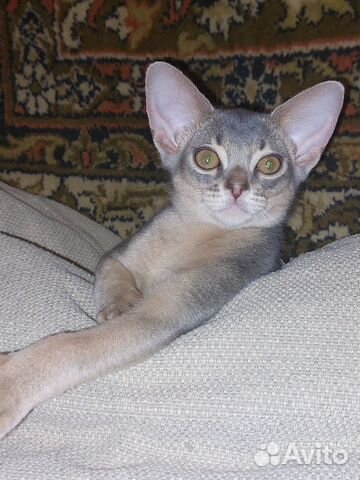 Абиссинский котёнок
