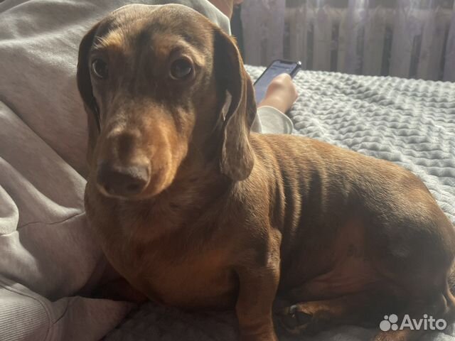 Вязка Такса мраморная миниатюрка (кобель)