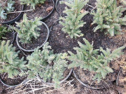 Нидиформис