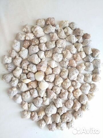 Ракушки разные