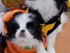 Чудесные щенки японского хина объявление продам
