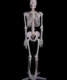 Модель "Скелет человека анатомичес. 170см" - новый