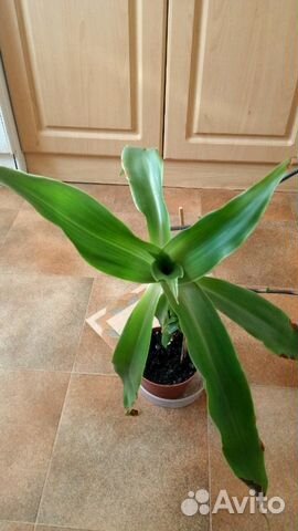 Золотой ус отросток