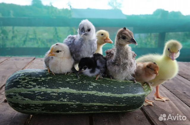 Цыплята бройлера Утята Гусята Перепела Несушка