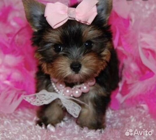 Мальчишки и девчонки