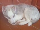 Найдена собака сибирской хаски
