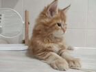 Котята мейн-кун поллидакт объявление продам