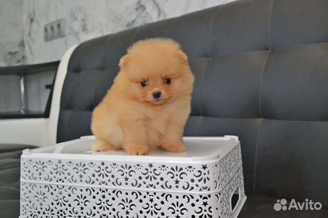 Щенки померанского шпица