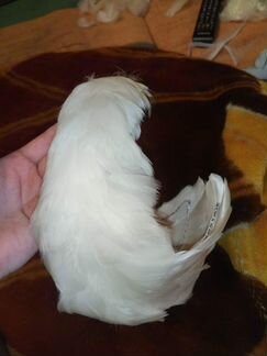 Перья. Головной убор Одетты. Лебединое озеро