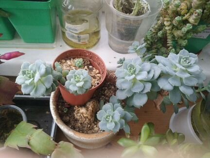 Эхеверия Изящная