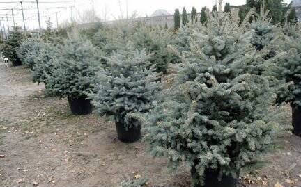 Елка голубая в горшке