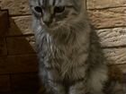 Сибирский котенок объявление продам