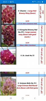 Ванды и вандовые на весну взрослые