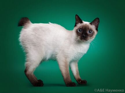 Котята той боб