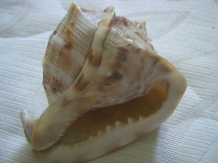 Раковины морские