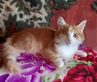 Любимчик Лёва, 4 мес., в дар