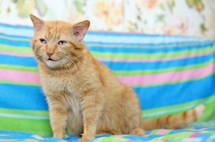 Полковник - кот, который умеет улыбаться