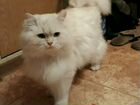 Счастливый персидский котик