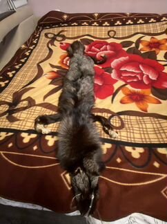 Мех чернобурки