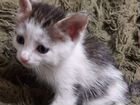 Малыши котята мышеловки объявление продам