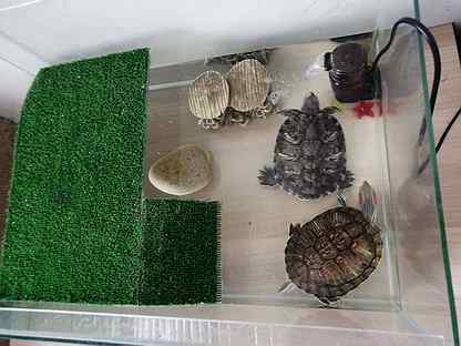 Черепахи новосибирск. Купить рептилии в Новосибирске на Avito.