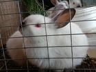 Кролики разные