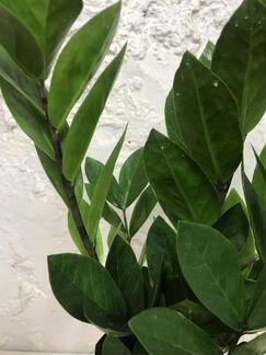 Замиокулькас Zamiifolia