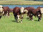 Продаю коров телят быки гереворд объявление продам