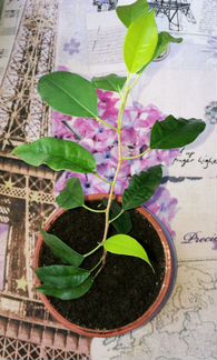 Фикус Бенджамина, укорененный