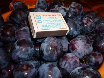 Саженцы сливы