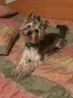 Йоркширский терьер кобель для вязки